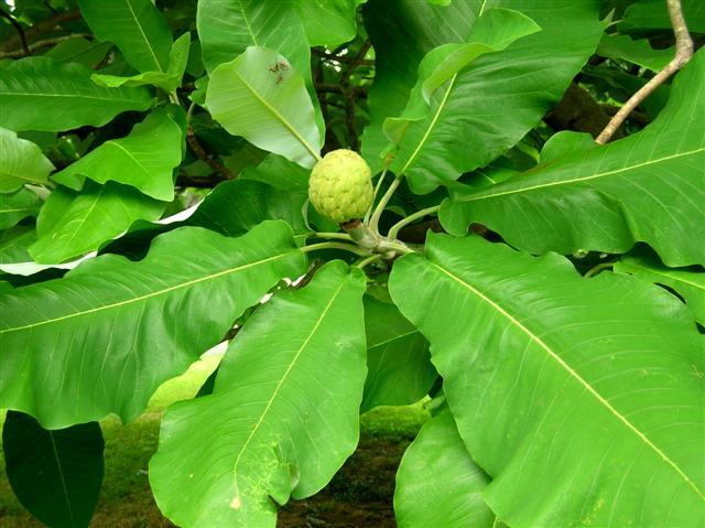 Bigleaf Magnolia tree leaves with bud